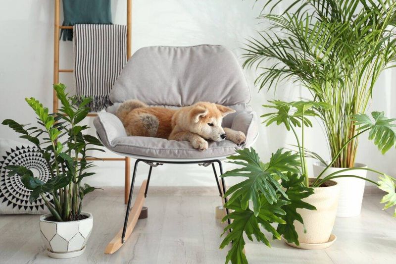 Pet-Proofing Indoor Plants