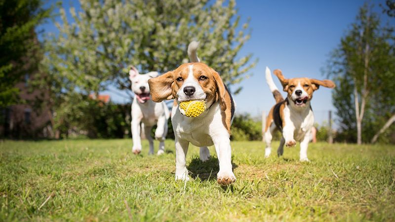 Engaging in Play