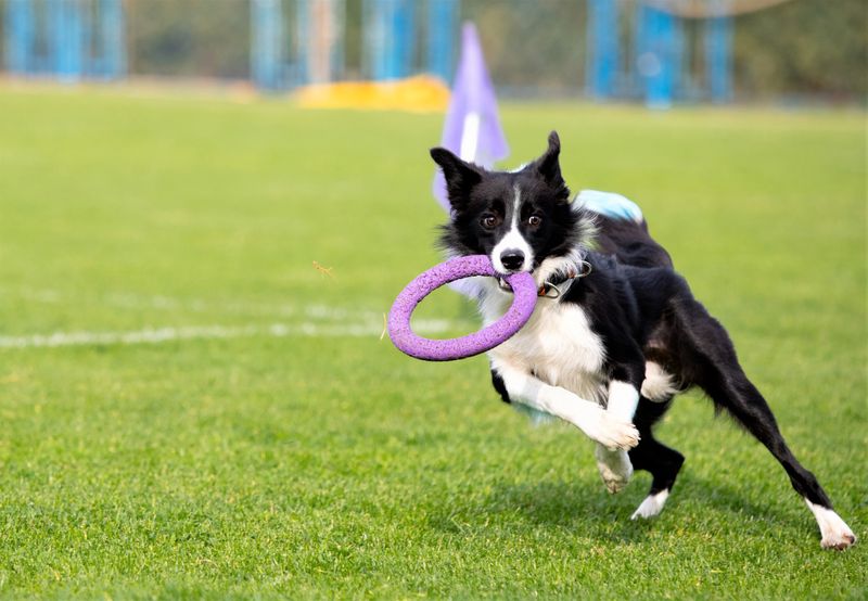Participating in Dog Sports