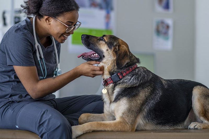 Choose the Right Veterinarian