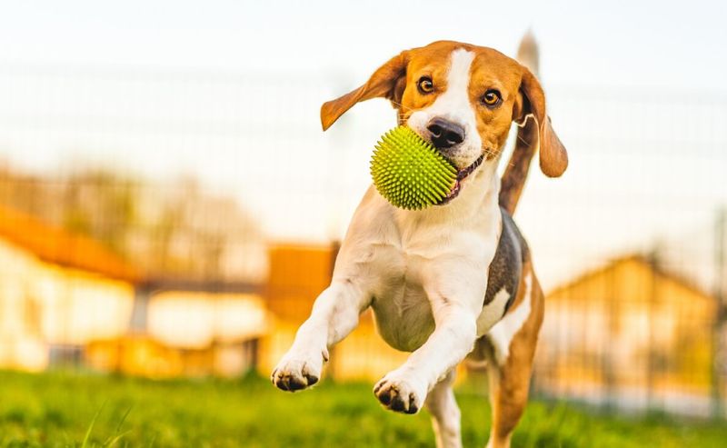 Playing Fetch