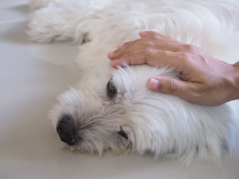 Sudden Change in Grooming Habits