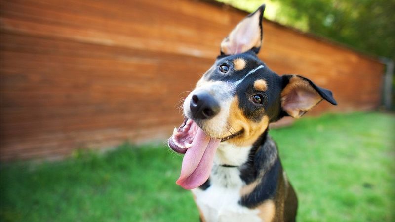 Licking the Air