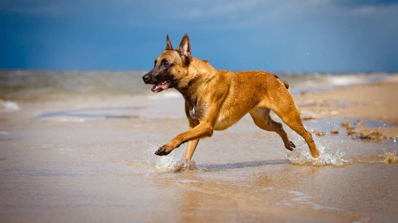 Belgian Malinois