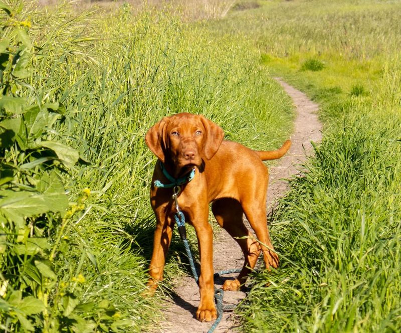 Vizsla