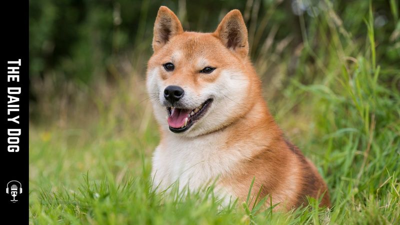 Shiba Inu