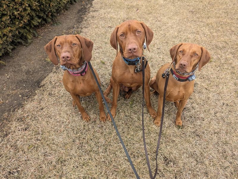 Vizsla