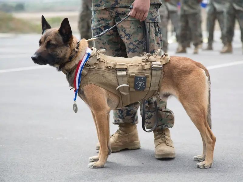 Belgian Malinois