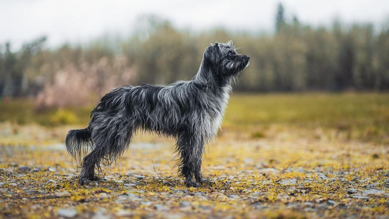 Pyrenean Shepherd