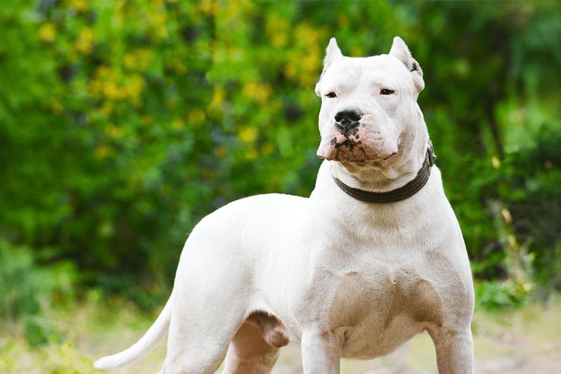 Dogo Argentino