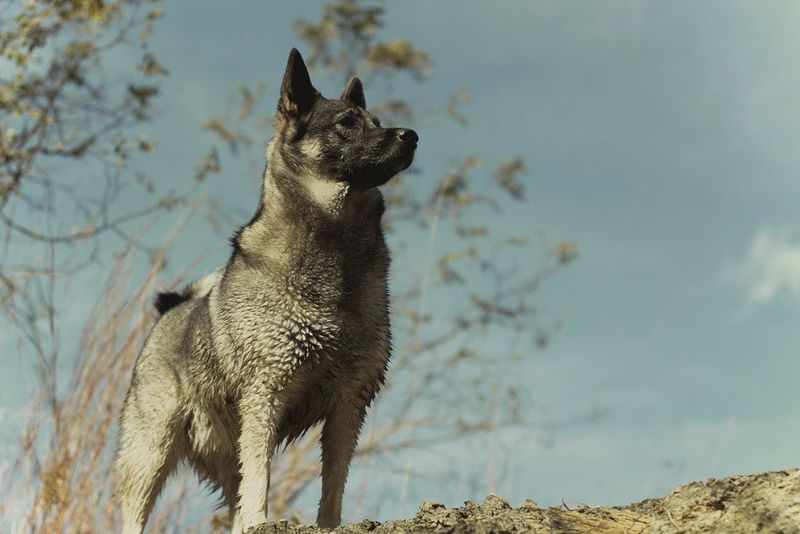 Norwegian Elkhound