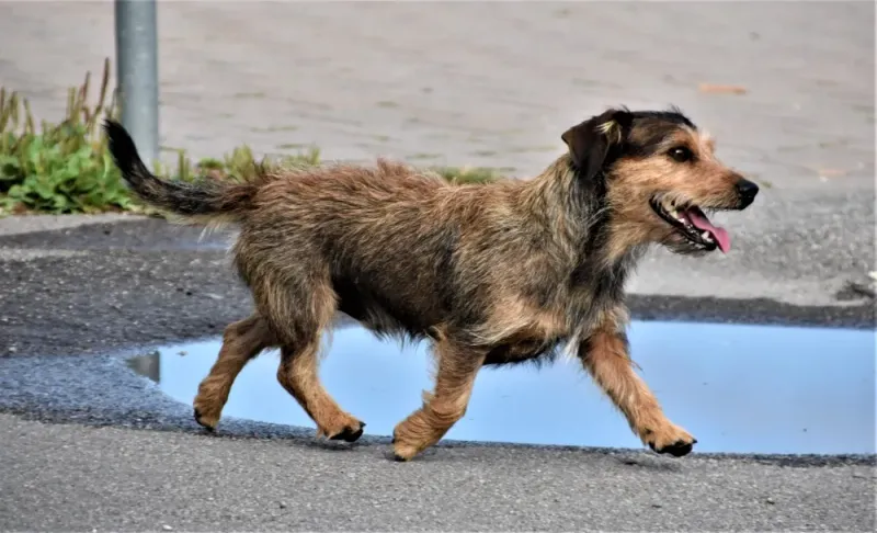 Terrier Mix