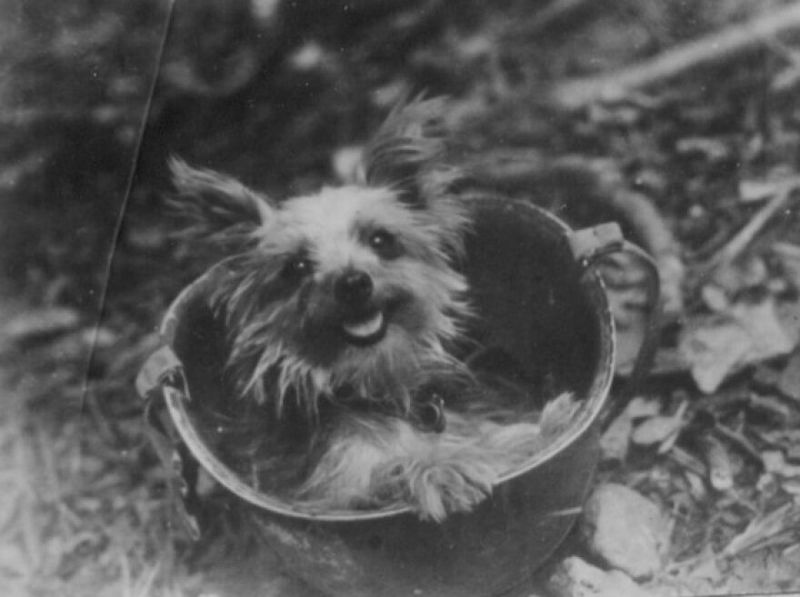 Smoky the Tiny Hero