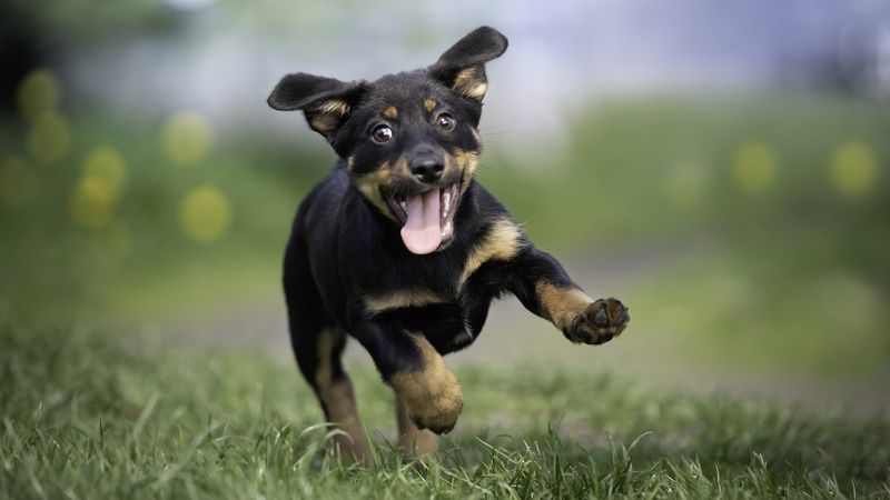 Excited Barking and Jumping