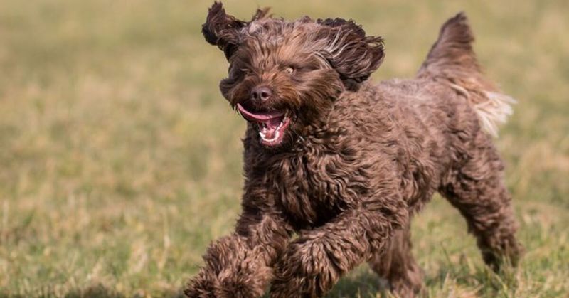 Springerdoodle
