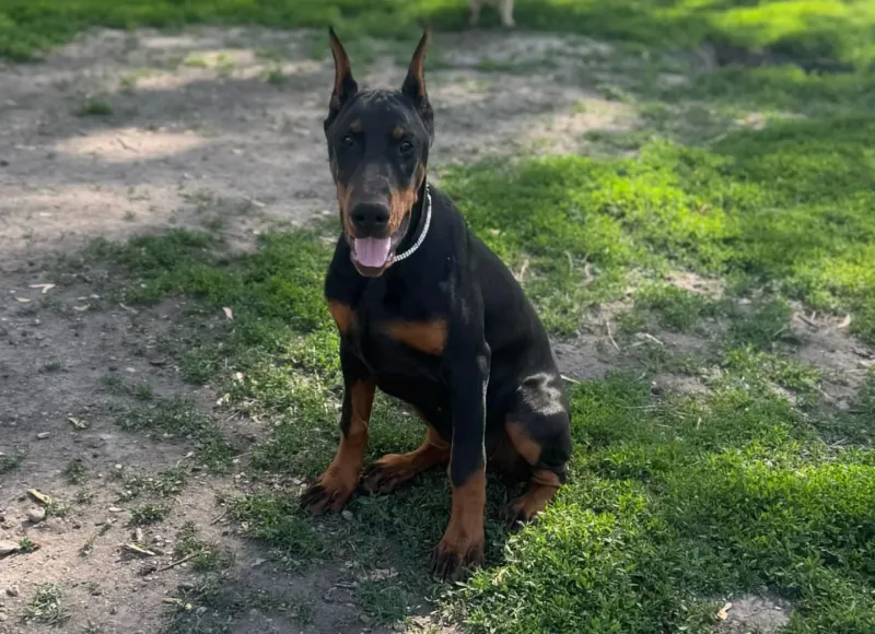 Doberman Pinscher