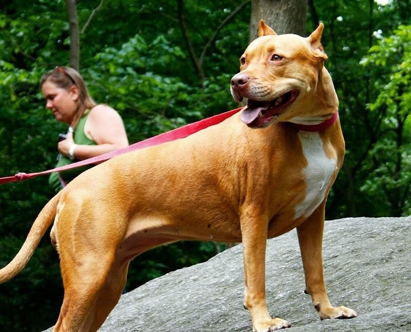 Pit Bull