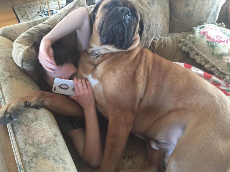 Bullmastiff