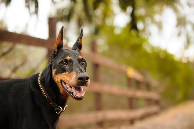 Doberman Pinscher