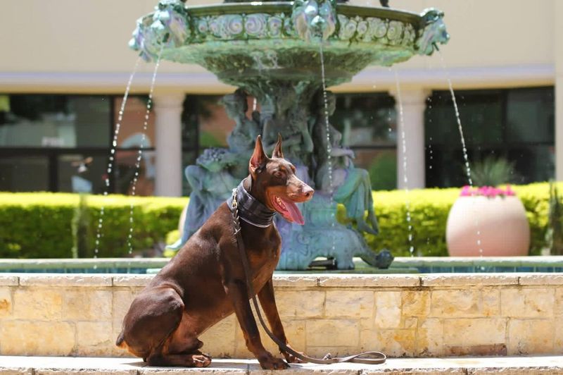 Doberman Pinscher