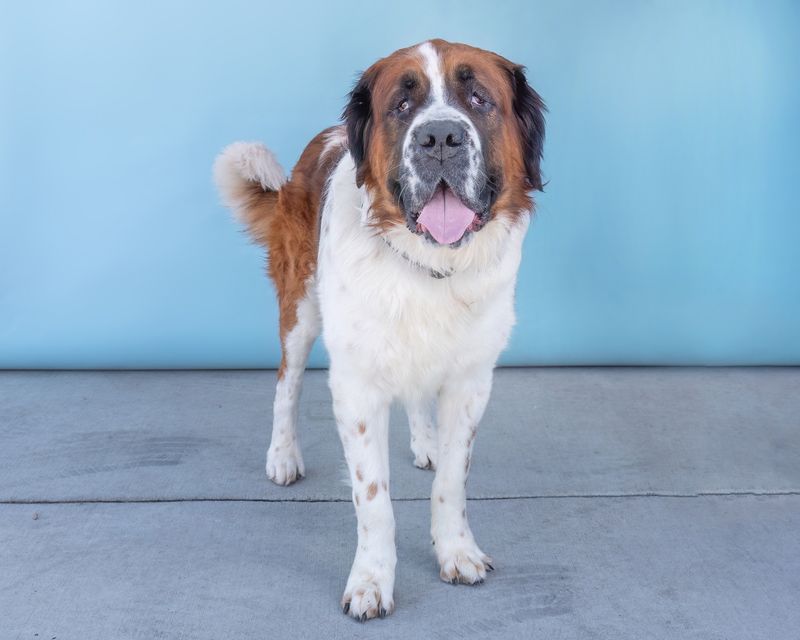Saint Bernard