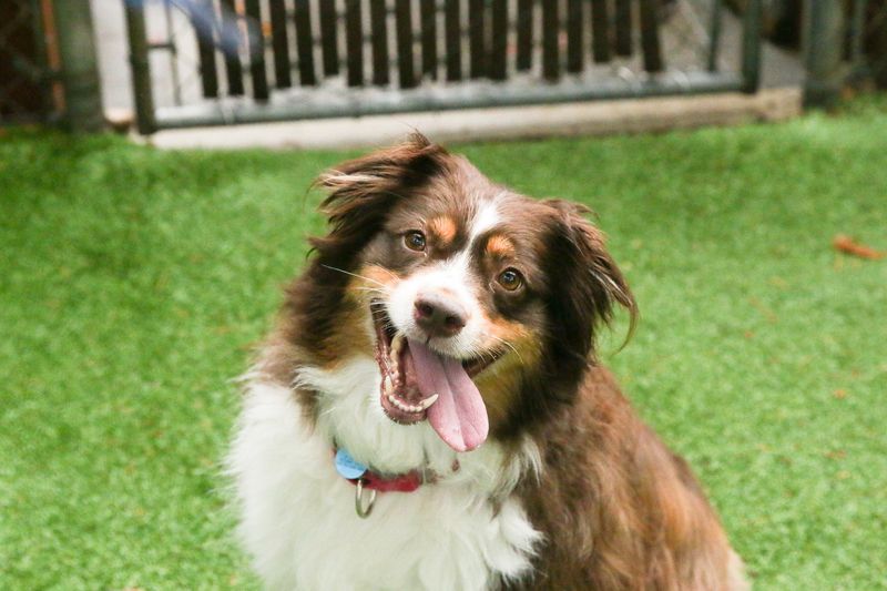 Australian Shepherd
