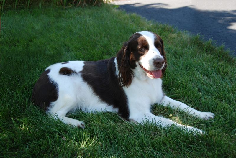 English Springer Spaniel