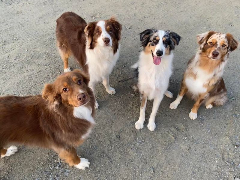 Australian Shepherd