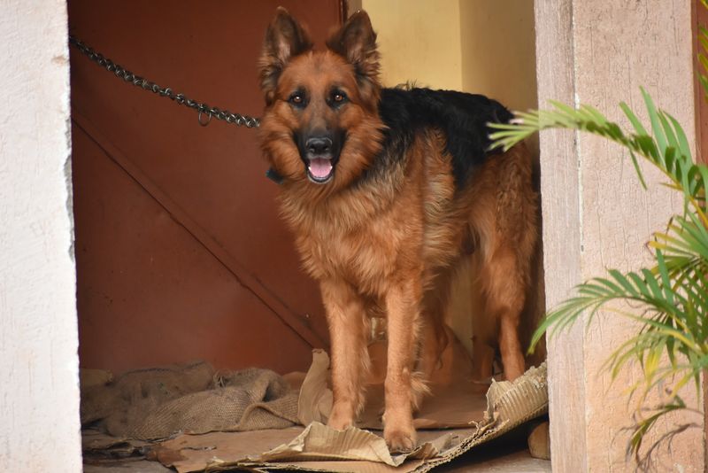 German Shepherd