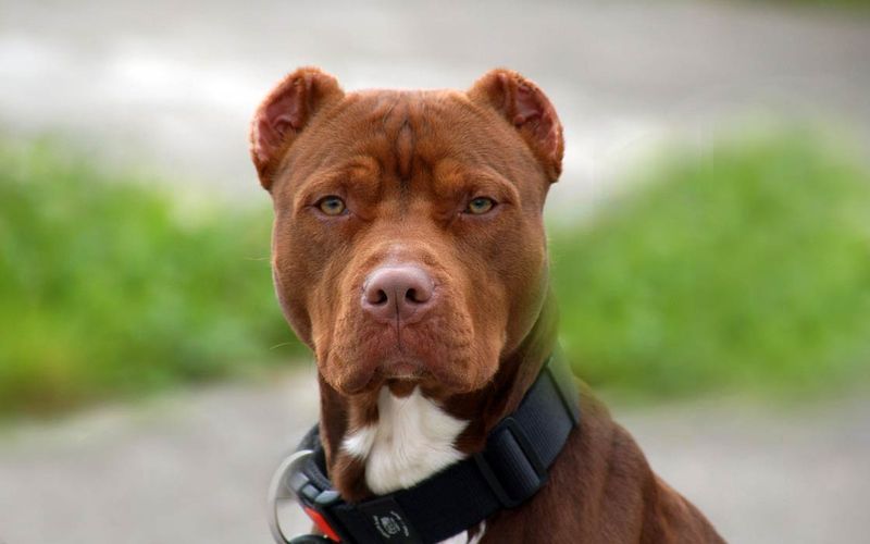 American Pit Bull Terrier
