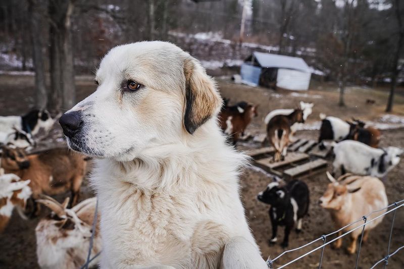Great Pyrenees