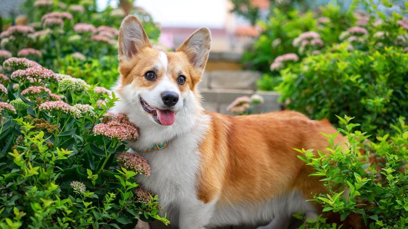 Pembroke Welsh Corgi