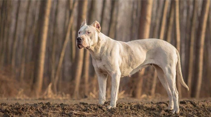 Dogo Argentino