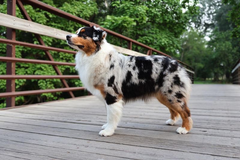 Australian Shepherd