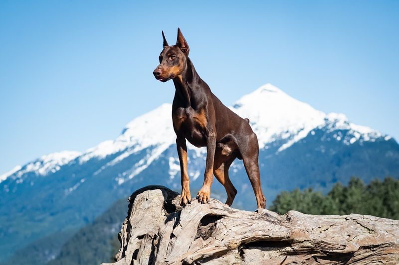 Doberman Pinscher