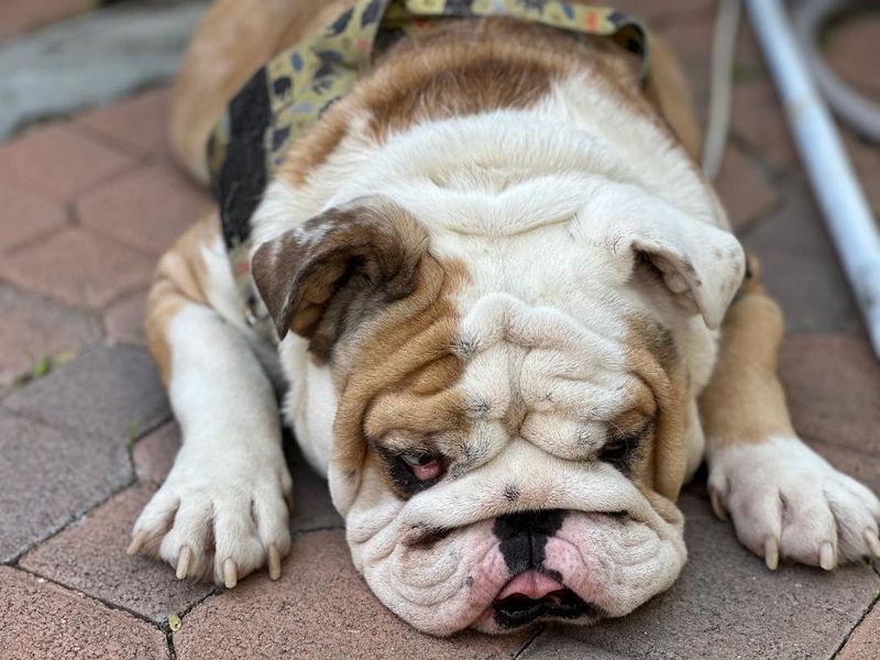 Bulldog