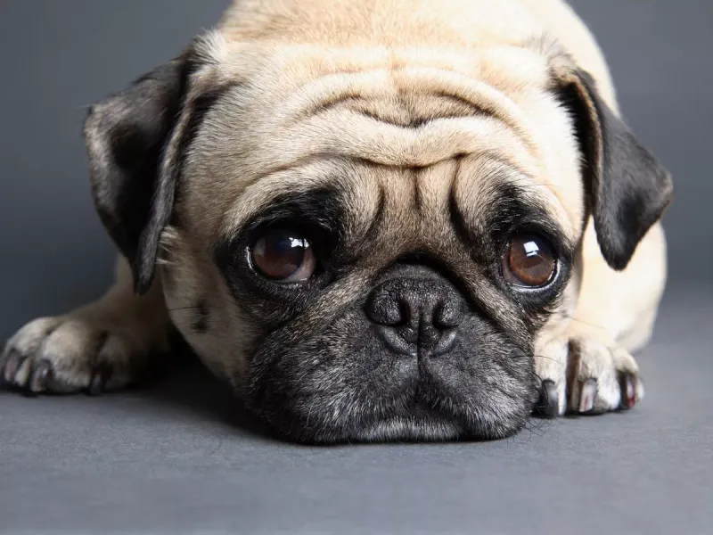 Pug