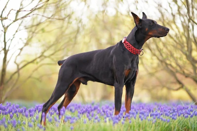 Doberman Pinscher