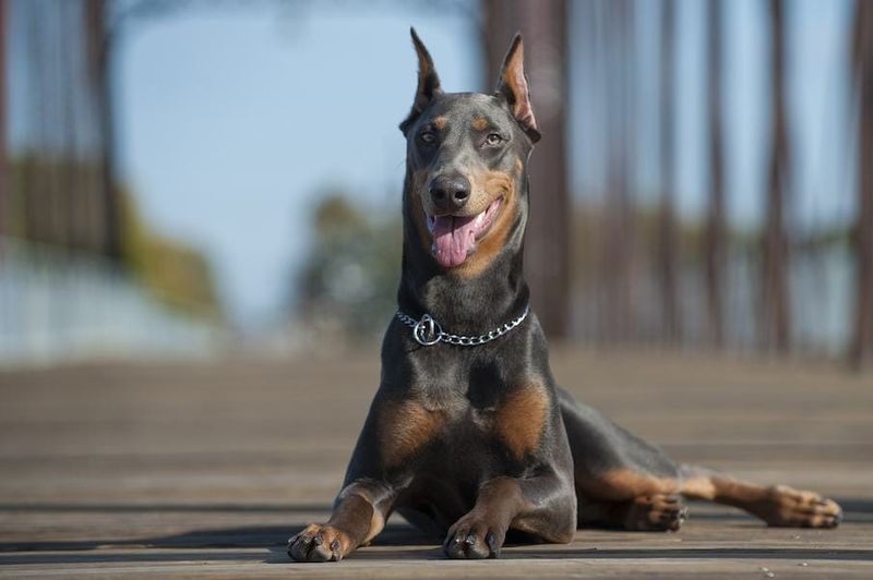 Doberman Pinscher