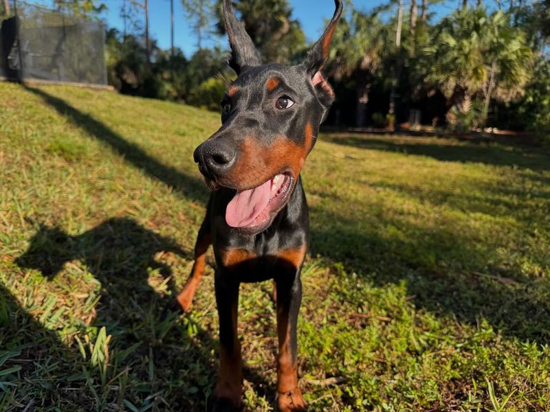 Doberman Pinscher