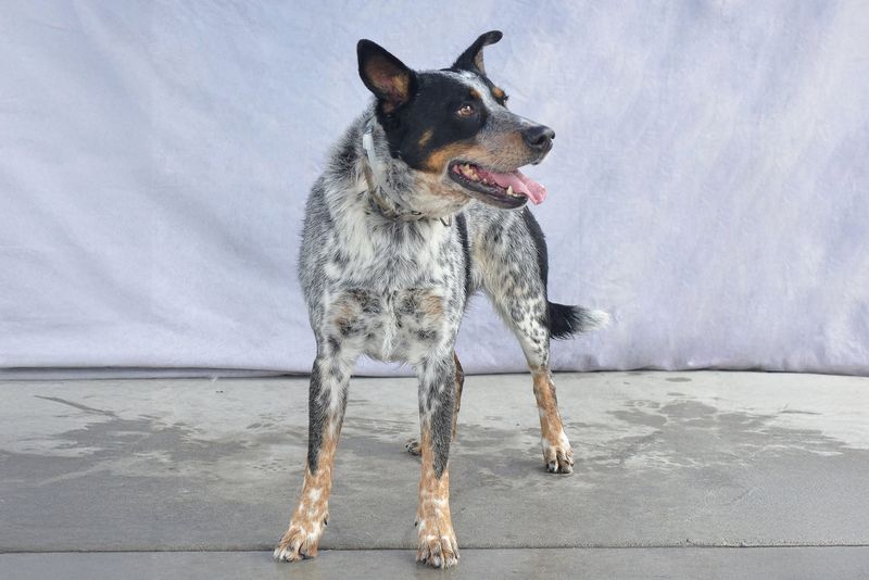 Australian Cattle Dog