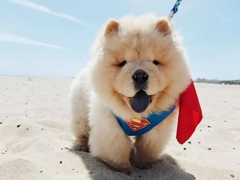 Chow Chow