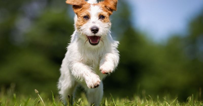 Jack Russell Terrier