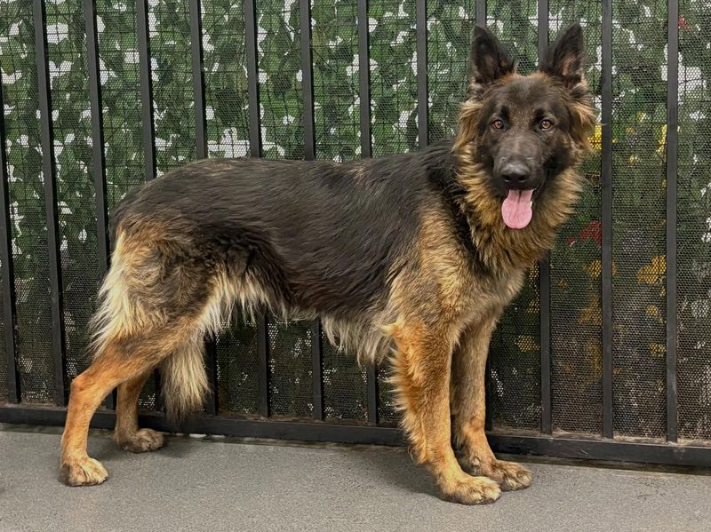 German Shepherd
