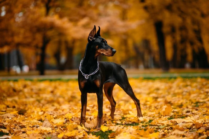 Doberman Pinscher