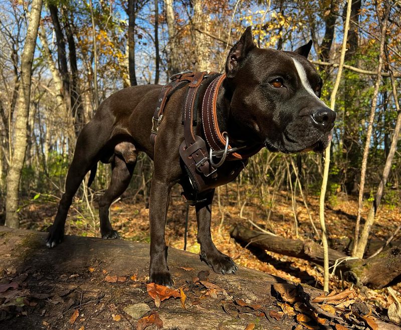 Pit Bull Terrier