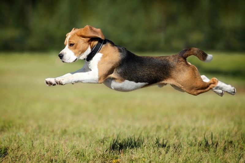 Beagle