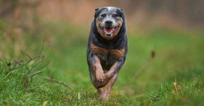 Australian Cattle Dog