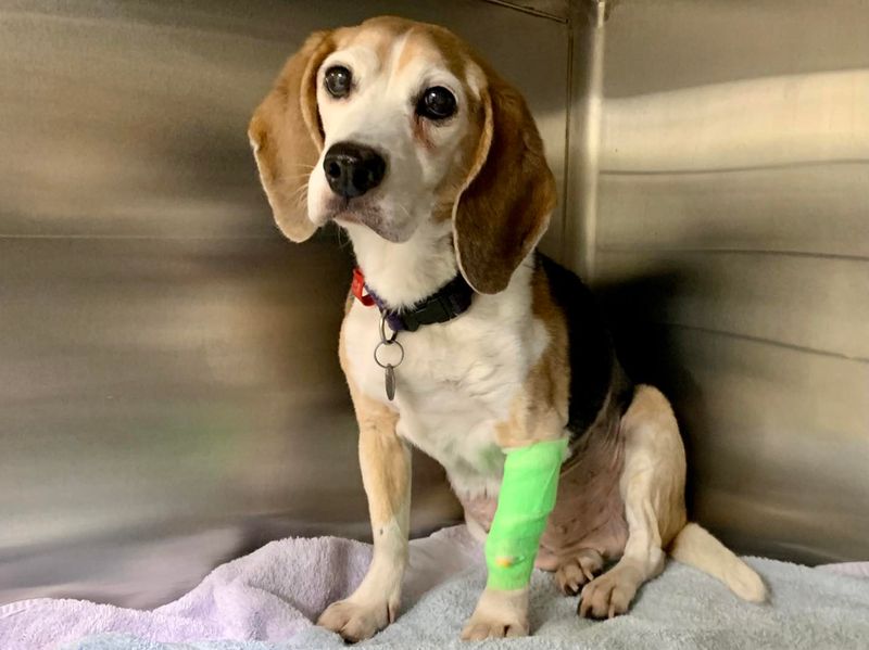 Beagle