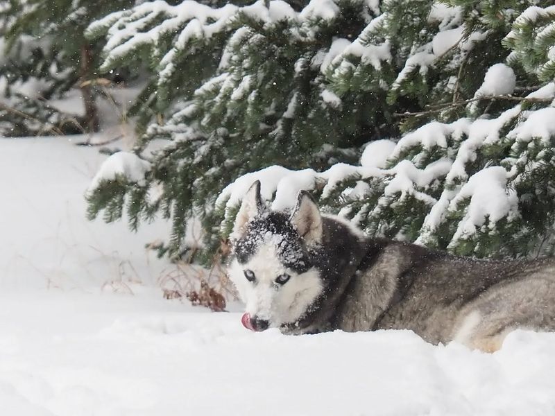 Siberian Husky